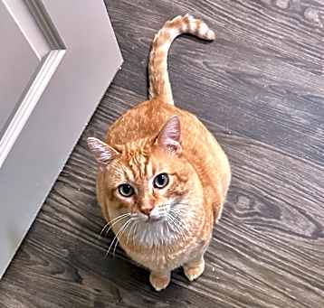 Photo of Sunkist