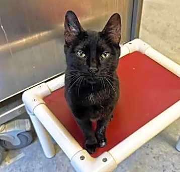 Photo of Shadow