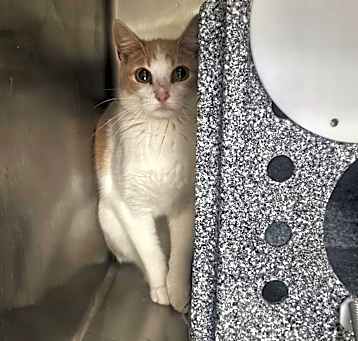 Photo of 2/15/25 River Road Stray 5