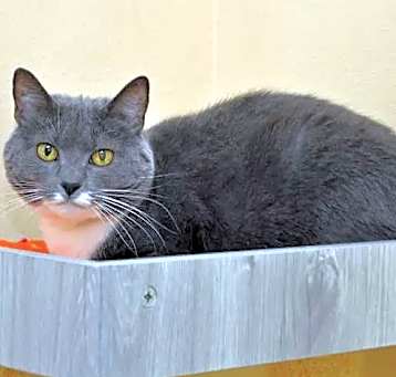 Photo of Luna