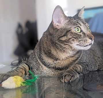 Photo of Speedy