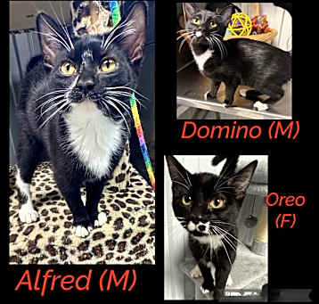 Photo of Alfred,Domino,Oreo