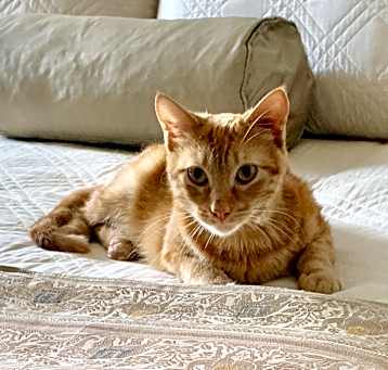 Photo of Sweet Flower - Purrfect Lover