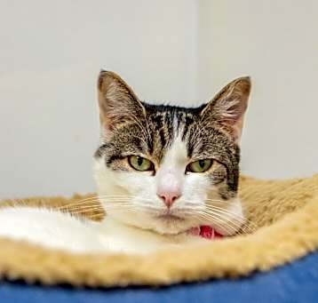 Photo of Olive