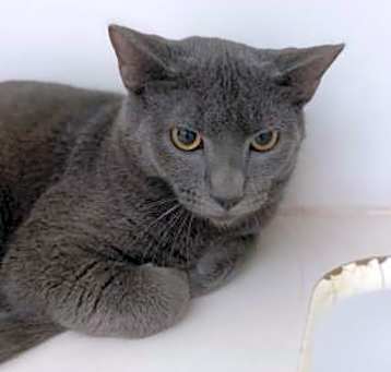 Photo of Dusty