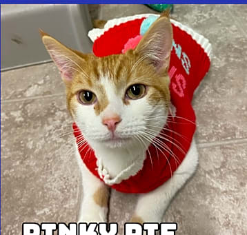 Photo of Pinky Pie