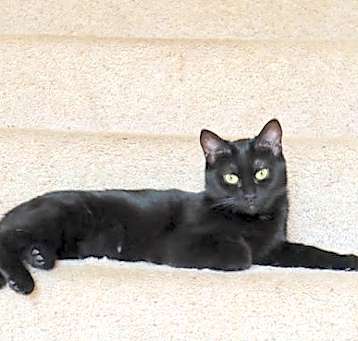 Photo of Sphinx