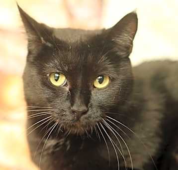 Photo of Minetti
