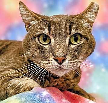 Photo of Rascal- RC PetSmart