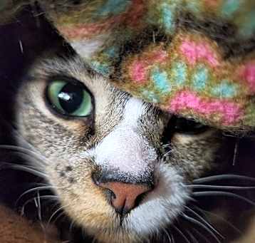 Photo of Tilda