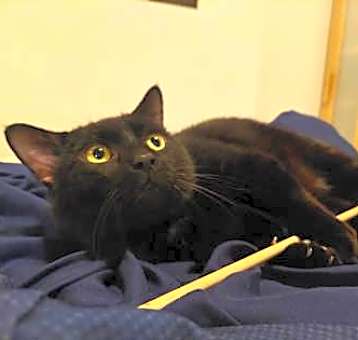 Photo of Winston (Abou)