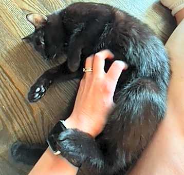 Photo of Meow Meow -- Bonded Buddy With Mumu