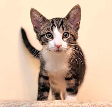 Photo of Chestnut