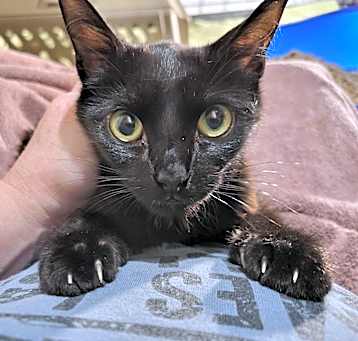 Photo of Violet