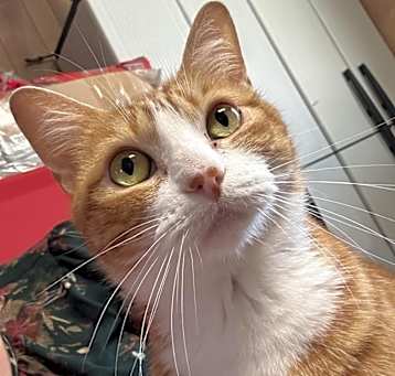 Photo of Lola Kitty