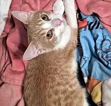 Photo of Cutie