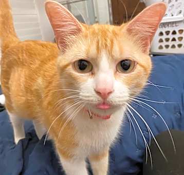 Photo of Dixie