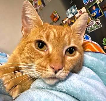 Photo of Ginger