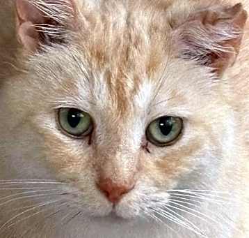 Photo of TIGER