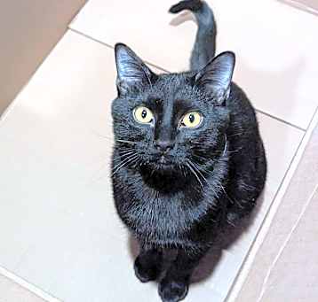 Photo of Vesper