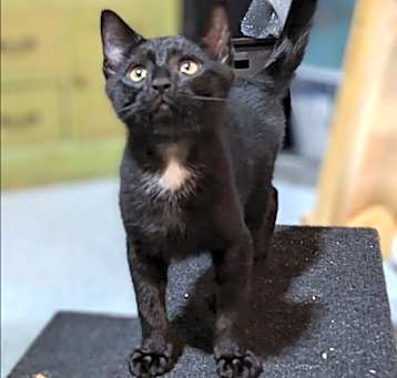 Photo of Star