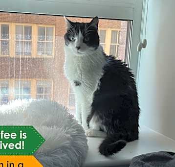 Photo of Sweetpea