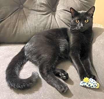 Photo of Nandor