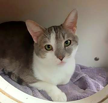 Photo of Midge 29