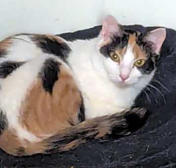 Photo of Kit