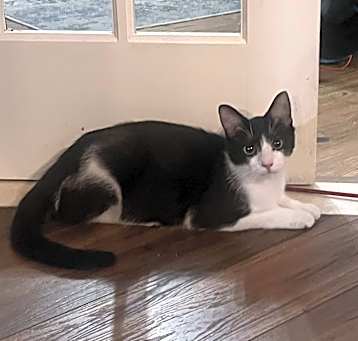 Photo of Callie