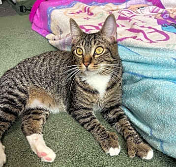 Photo of Paws