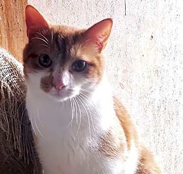 Photo of Toby
