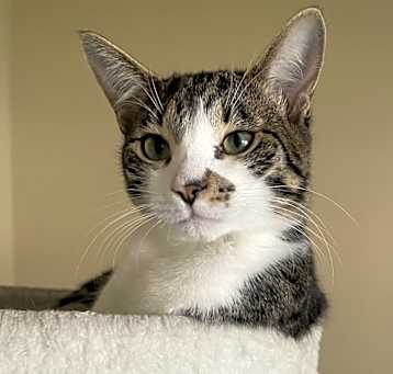 Photo of Ginger