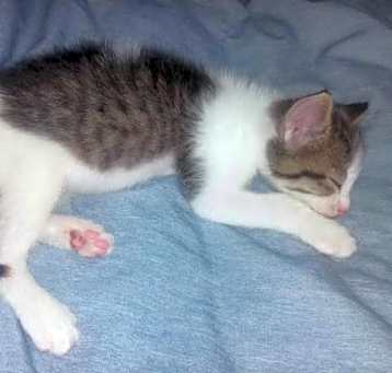 Photo of Twix