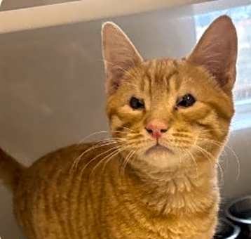 Photo of Ziggy