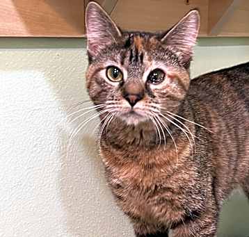 Photo of Twinkie ~Petco Wash~