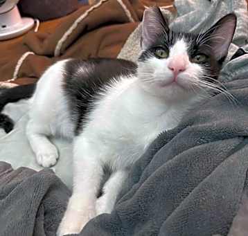 Photo of OREO