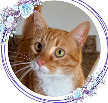 Photo of Pumpkin