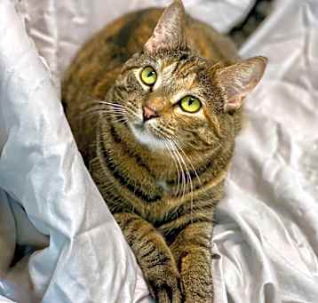 Photo of Tonette