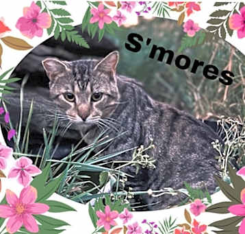 Photo of S’mores
