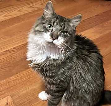 Photo of Martini