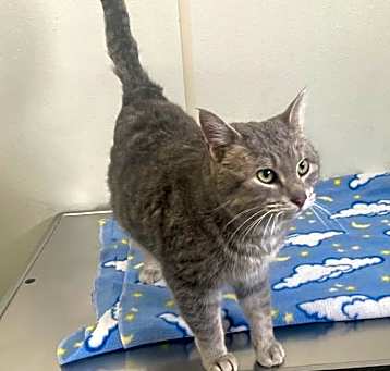 Photo of Sadie-light gray tabby in foster care