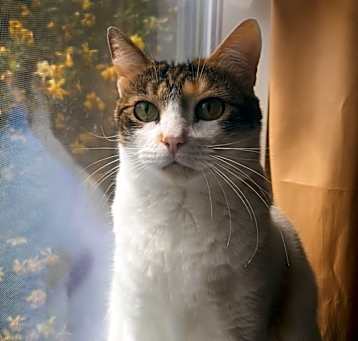 Photo of Felina