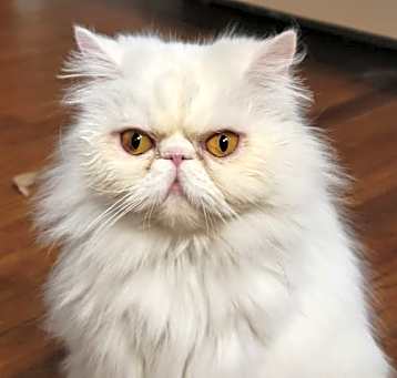 Photo of Minerva