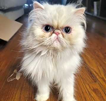 Photo of Hermione
