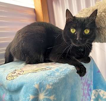 Photo of Midnight