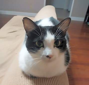 Photo of Catloaf