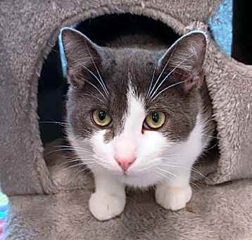 Photo of Mouse