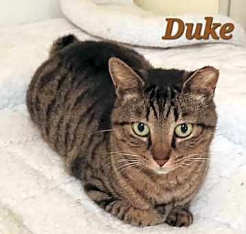 Photo of Duke