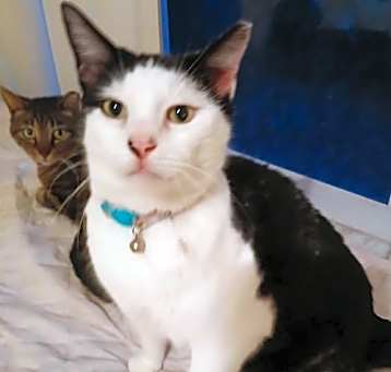 Photo of Cookie